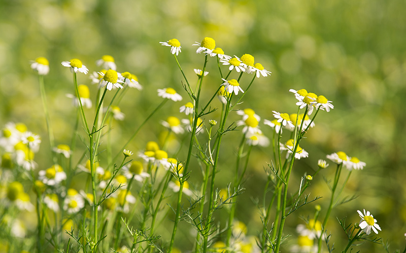 Organic Chamomile