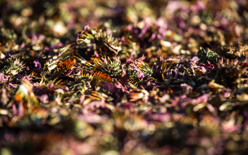 organic echinacea tea