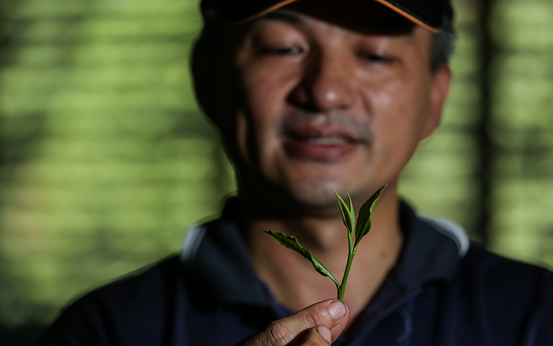 精選台灣優質茶品牌