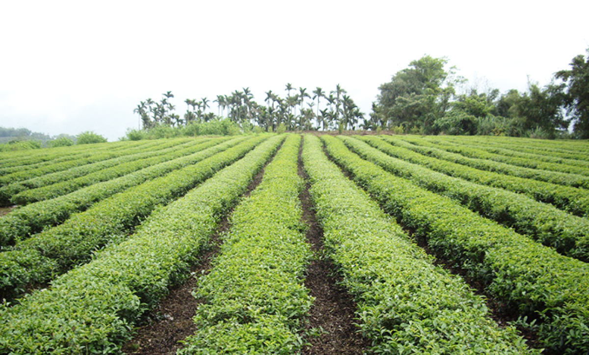 舞間茶心有機茶園