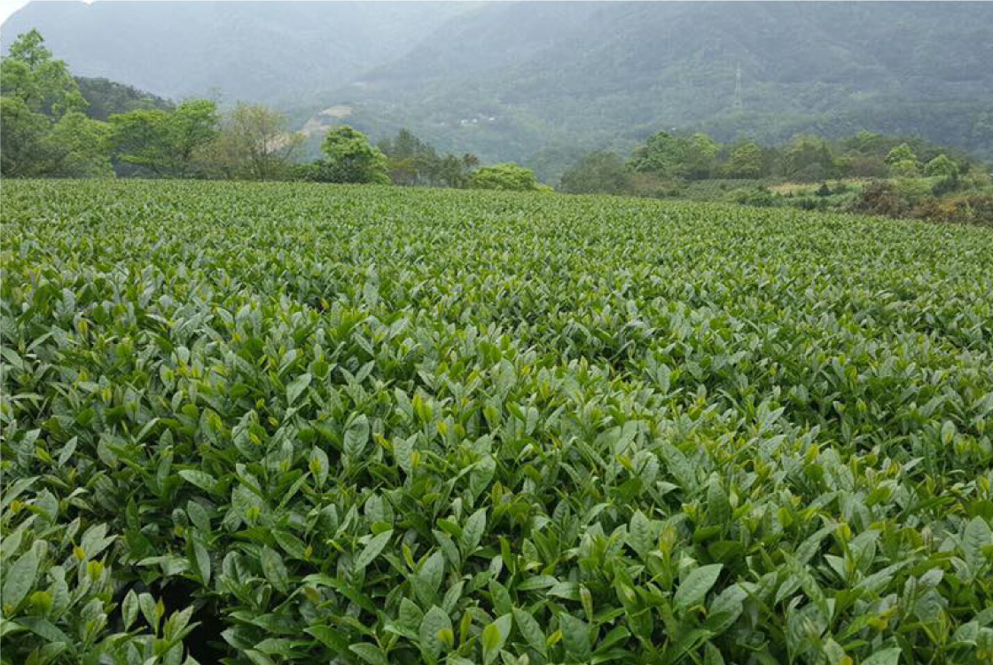 舞間茶心茶園