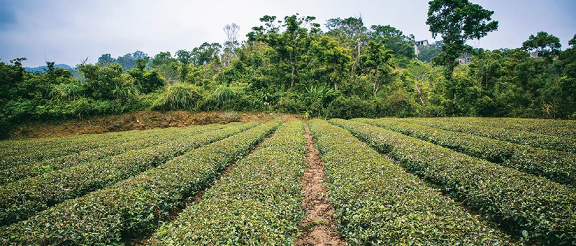 松輝有機茶園擁有優越的茶葉栽種環境