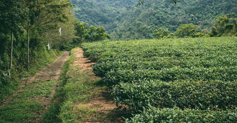 宜蘭松輝秘境茶園