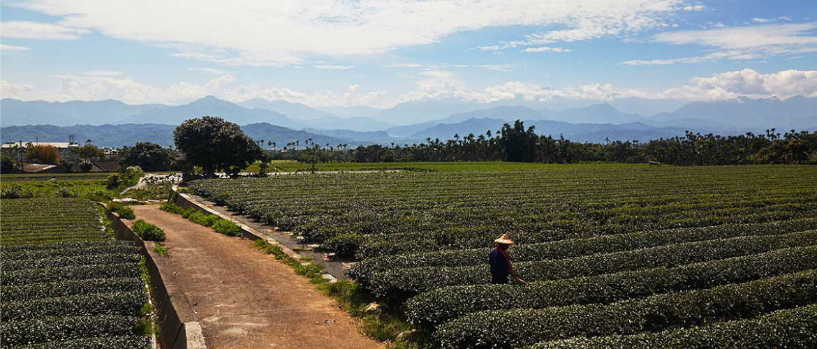 怡香茶園環境天然