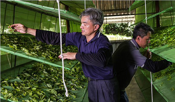 香茶巷40號台茶8號有機阿薩姆紅茶製作過程-小圖