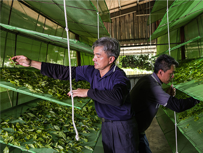 香茶巷40號台茶8號有機阿薩姆紅茶製作過程