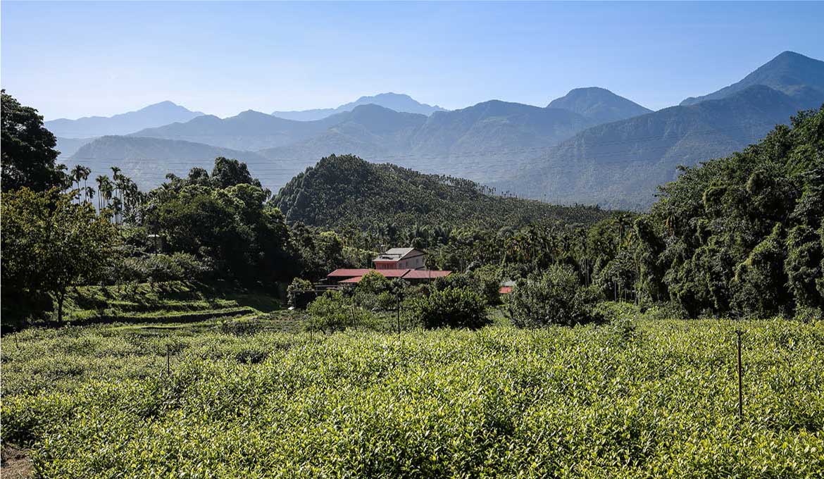 香茶巷40號有機台茶八號阿薩姆紅茶茶園