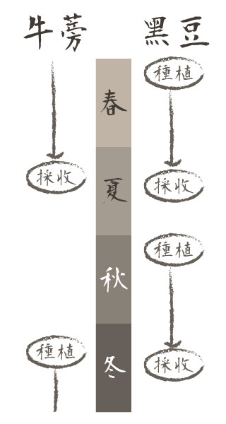 詠心有機黑豆牛蒡栽種過程小圖