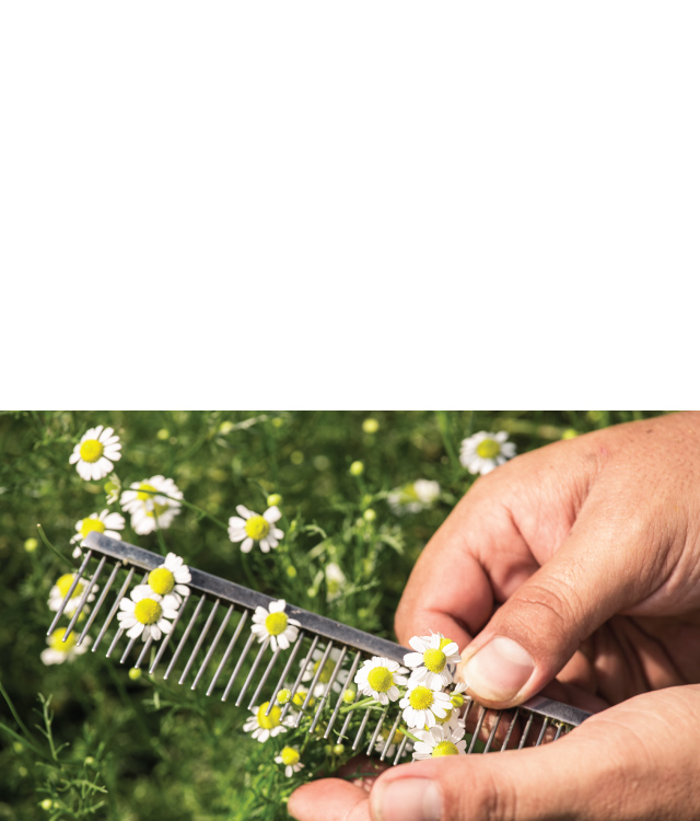 手採洋甘菊花