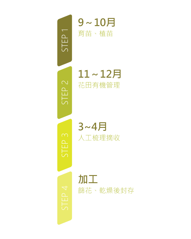 有機洋甘菊栽種過程-小圖