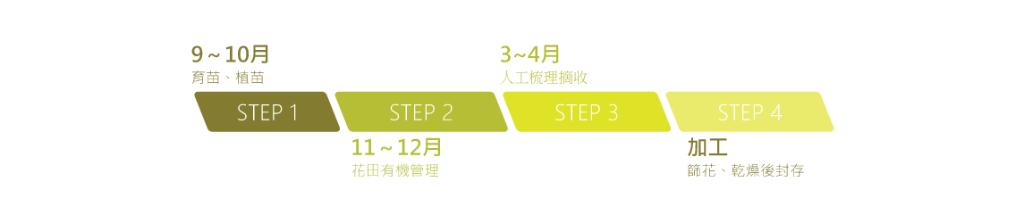 有機洋甘菊栽種過程