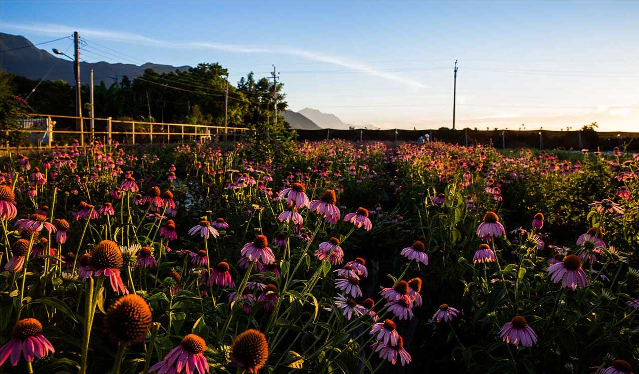 花蓮縣吉安鄉紫錐菊花田