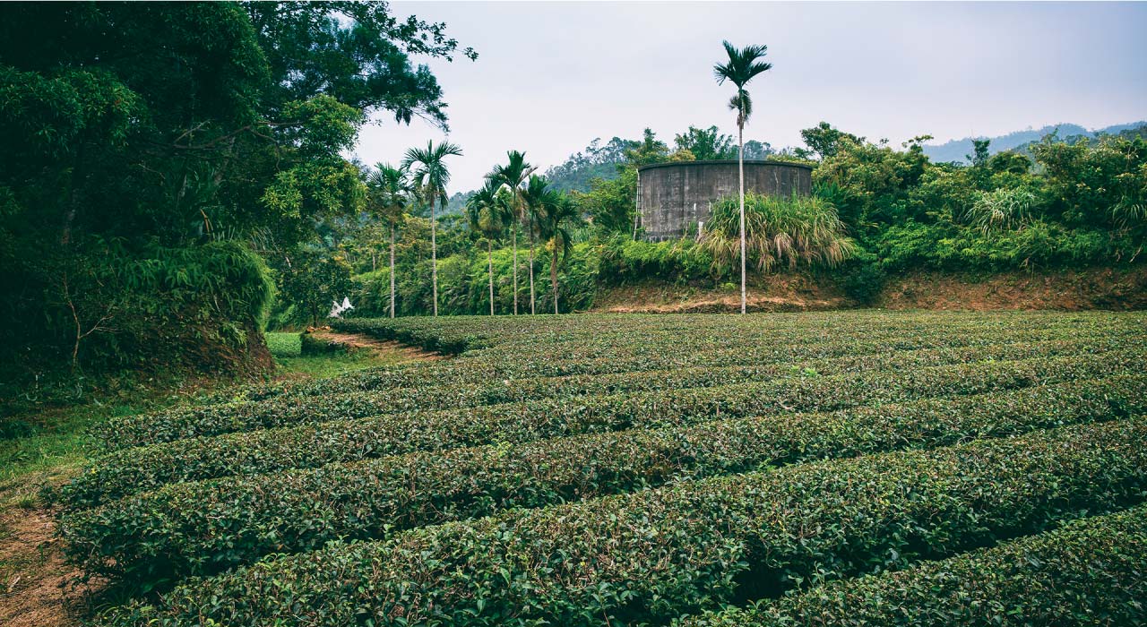 松輝有機金萱茶園